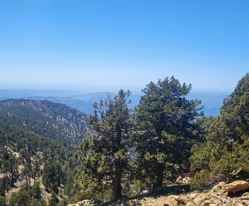 BERGSSVANDRING TROODOSBERGENS SKOGAR & BYAR MED VINPROVNING