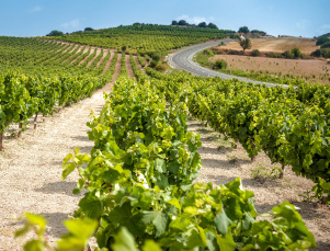 VINGÅRD & BYAR I TROODOSBERGEN, halvdag